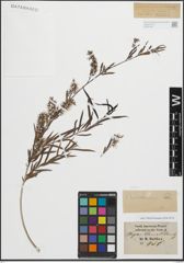 Foto von Salix humboldtiana Willd.
